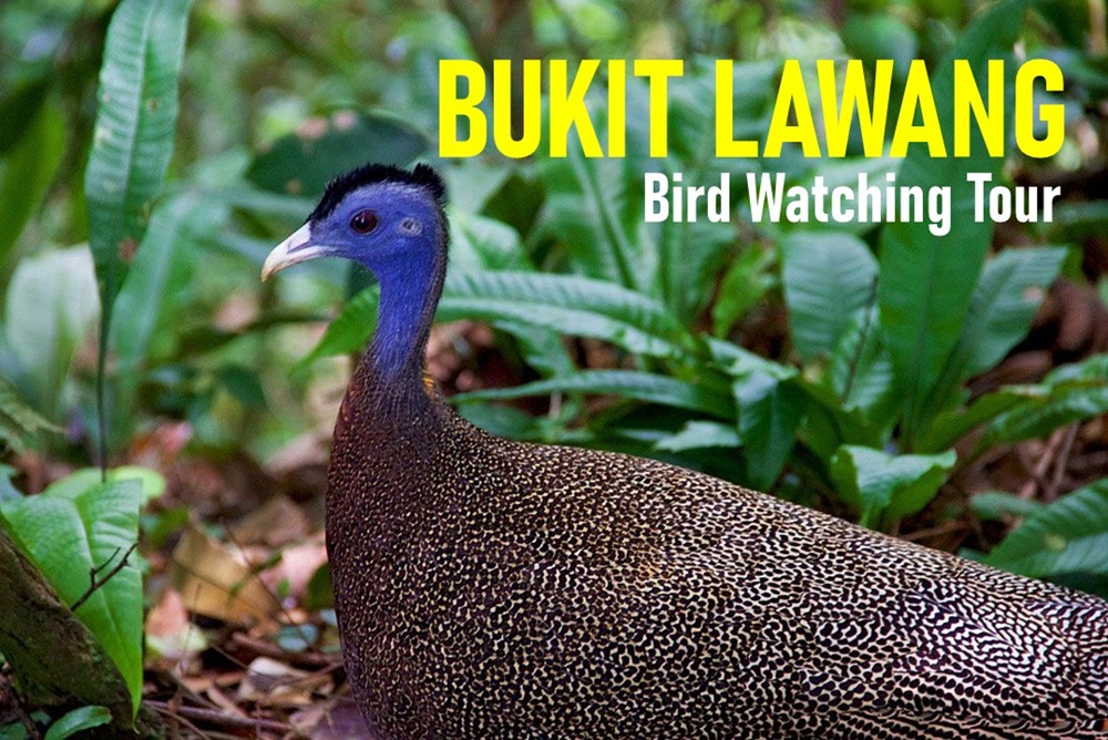 Bird Watching Tours Bird Watching Tours