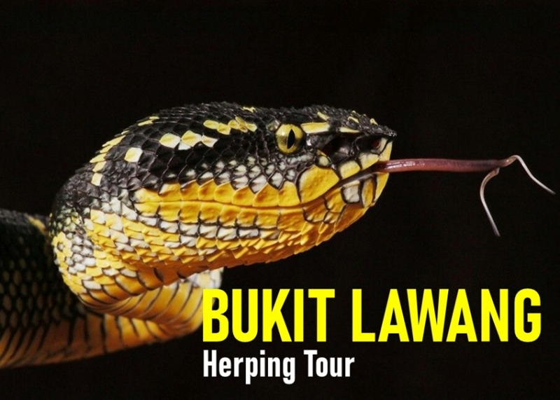 Herping Tour in Bukit Lawang